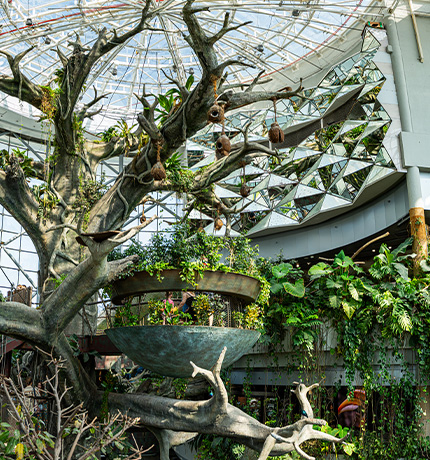 Indoor Rainforest