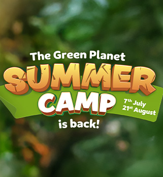 Summer camp