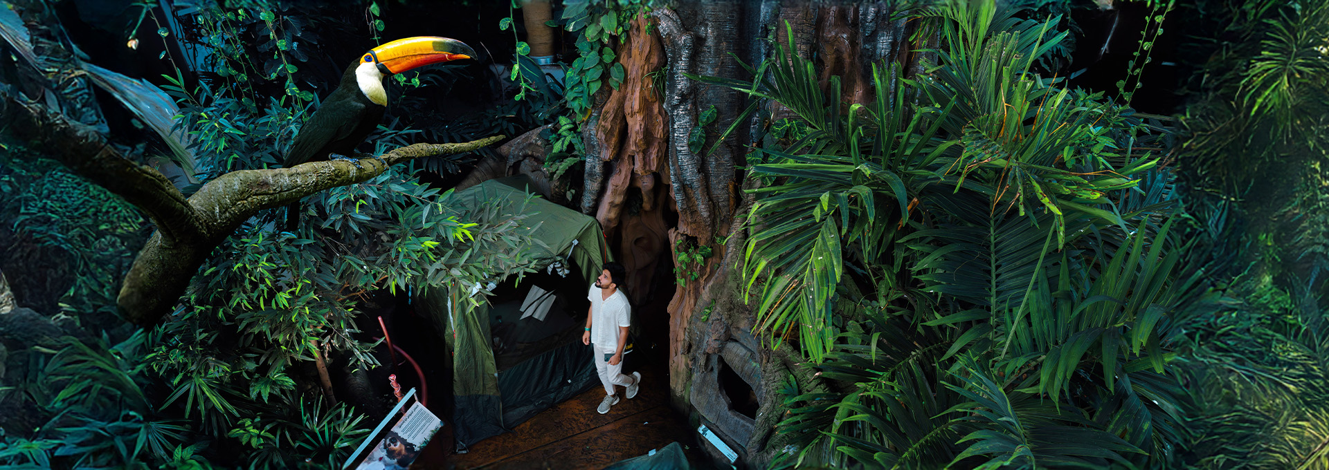 Camping in the rainforest