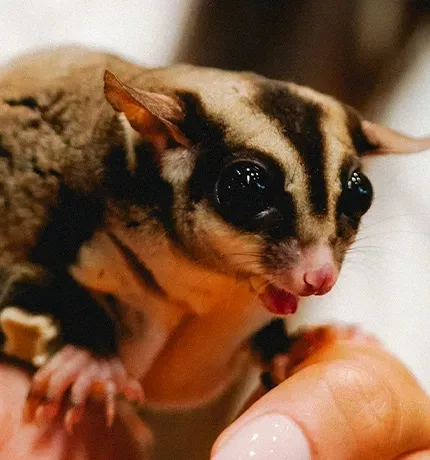 Sugar glider_Mobile